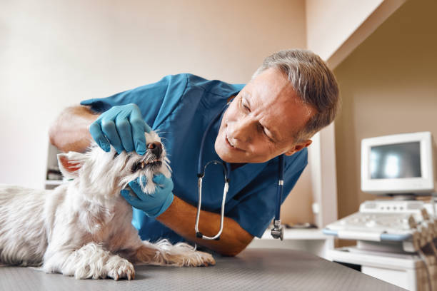 Best Emergency Denture Repair in Old Miakka, FL